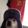 komrad_doggo