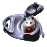 edupossum